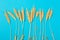 Ripe ears of wheat isolated on a blue background. Top view, flat lay of wheat groats grain deficiency