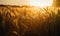 Ripe ears of wheat on the rays of golden sun. Agricultural field with dry spikelets at sunset. Generative AI