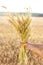 Ripe ears wheat in woman hands close-up