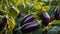 ripe eggplant garden outdoors agriculture plantation