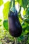 Ripe eggplant growing in garden