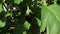Ripe eggplant hide in big green leaves