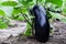 Ripe eggplant ripens in the garden on the bush