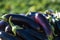 Ripe eggplants against the background of a farmer`s field