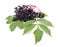 Ripe elderberry berries