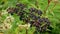 Ripe elderberry bush close-up, elderberry plantation