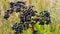 Ripe elderberry bush in green foliage,elderberry plantation.