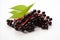 Ripe elderberry on white background vibrant high quality image for versatile creative projects