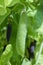 Ripe english garden peas plant, green pea pod, close up