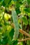 Ripe english garden peas plant, green pea pod, close up