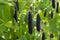 Ripe english garden peas plant, pea pod Blauwschokkers, close up