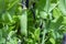 Ripe english garden peas plant, pea pod Blauwschokkers, close up