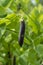 Ripe english garden peas plant, pea pod Blauwschokkers, close up