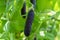 Ripe english garden peas plant, pea pod Blauwschokkers, close up