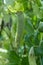 Ripe english garden peas plant, yellow pea pod, close up