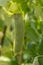 Ripe english garden peas plant, yellow pea pod, close up