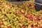 Ripe fall apples in a storage silo, ready to squeeze apple juice