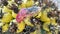 Ripe fallen saguaro fruit atop barrel cactus with yellow fruit