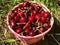 Ripe Farm Cherries in a Basket