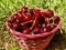 Ripe Farm Cherries in a Basket