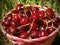 Ripe Farm Cherries in a Basket