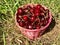 Ripe Farm Cherries in a Basket