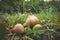 Ripe farmer pears from an organic garden