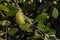 Ripe feijoa fruit on tree