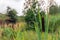 Ripe female flower spike of broadleaf cattail