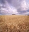 Ripe Field Of Cereal And Cloudscape