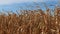 Ripe field corn rustling in the breeze.