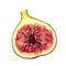 Ripe fig fruit slice isolated on white background. Watercolor handrawing botanic realistic illustration. Art for design