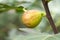 Ripe fig on the tree, close up. Fresh fig fruit hanging on the branch of tree