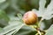 Ripe fig on the tree, close up. Fresh fig fruit hanging on the branch of tree