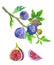 Ripe figs on a branch and slices of fruits, watercolor