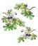 Ripe figs frowing on a branch illustration