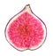 Ripe figs in watercolor cut, juicy illustration.