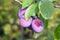 Ripe fleshy plums