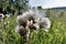 Ripe and fluffy Thistle seeds