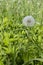 Ripe fluffy white dandelion with seeds on green grass. Wild flowers and herbs medical edible