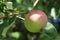 Ripe fragrant Apple on a branch on a Sunny summer day