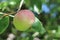 Ripe fragrant Apple on a branch on a Sunny summer day