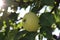 Ripe fragrant Apple on a branch on a Sunny summer day