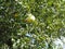 Ripe fragrant Apple on a branch on a Sunny summer day