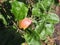 Ripe fragrant Apple on a branch on a Sunny summer day