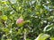 Ripe fragrant Apple on a branch on a Sunny summer day