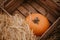 Ripe fresh autumn pumpkin on a farm for Halloween carving. Fall seasonal harvest for pumpkin pie or spooky jack o