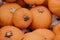 Ripe fresh autumn pumpkins on a farm for Halloween carving. Fall seasonal harvest for pumpkin pie or spooky jack o