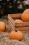 Ripe fresh autumn pumpkins on a farm for Halloween carving. Fall seasonal harvest for pumpkin pie or spooky jack o