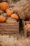 Ripe fresh autumn pumpkins on a farm for Halloween carving. Fall seasonal harvest for pumpkin pie or spooky jack o